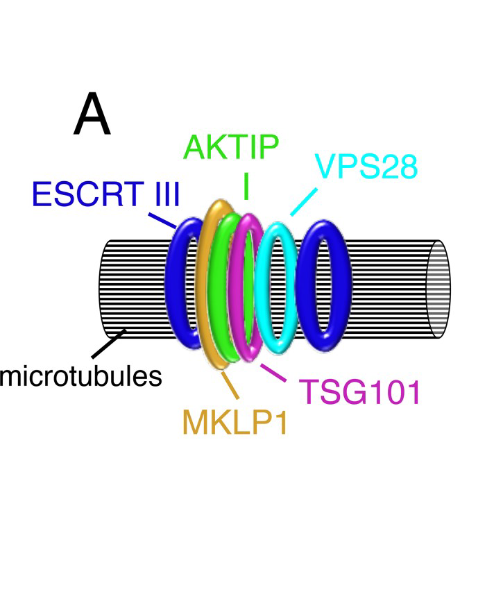 AKTIP interacts with ESCRT I and is needed for the recruitment of ESCRT III subunits to the midbody